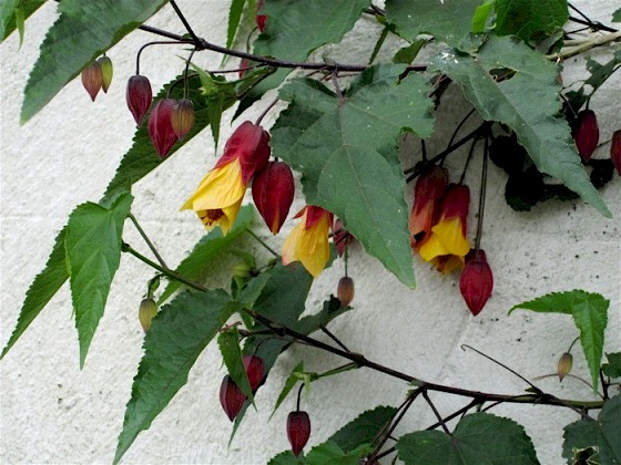 Ray's Garden, July 2012.   Peter discovered this plant.   You can almost hear its bells chiming.   It seems to be very hardy and survives from year to year.