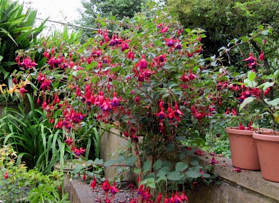 Ray's Garden, July 2012.  Peter's favourite flower.   I have bought a load of seed of many of its varieties/species  but have not sown them this year because of the poor weather earlier on.   I hope the seeds remain viable for sowing next year.