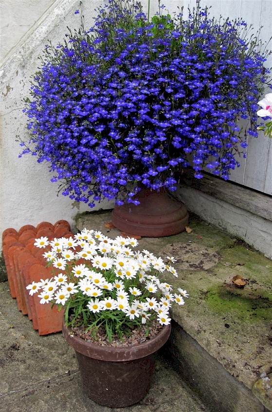 Ray's garden, July 2012.  This particular Lobelia has performed like a 'prima donna' for some reason.