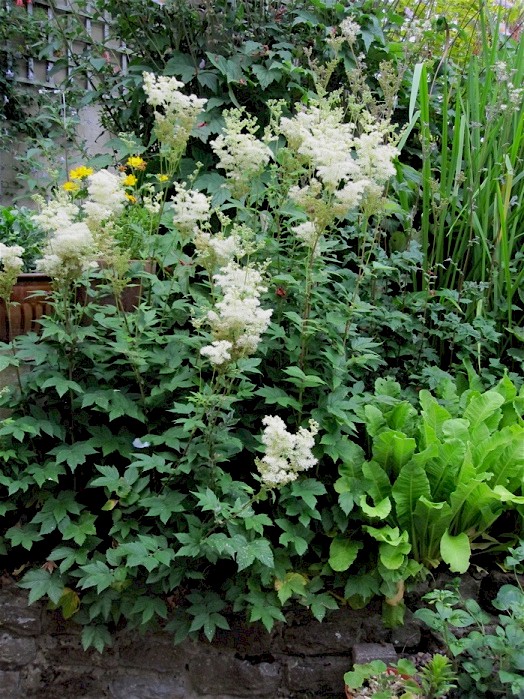 Ray's garden, 2012.  I think the latin name for this plant is very romantic - Filipendula ulmaria.  It is a 'wild' flower here in UK and grows in marshy ground.  It has a moist spot in the garden and the heavy rain this year has very much favoured its performance.  It has a powerful scent and is blooming near my front door.