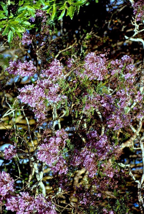 The lilac flowers of a Jacaranda tree; located on the Atherton Tableland in North Queensland. Ray Groves. 1969