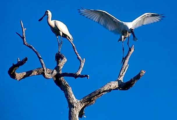 To take this photograph; in 1970 in a swamp near Ingham, North Queensland; even through a 300mm lens I needed to stand in the swamp, with my camera on a tripod for what seemed a very long time -  just waiting for the right moment. I became impatient, but, just as I was about to press the trigger-release, the male bird opened its wings, and displayed its beak for a perfect photograph.