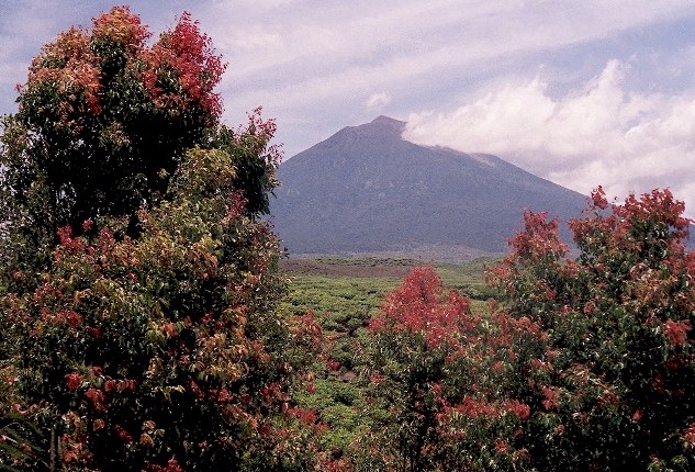 Currently stressed by offshore, seismic activity, this is the highest volcanic cone in Indonesia. The picture also shows vermillion-plumed, native cinnamon trees, and a shining-green, tea-plantation, supported by rich volcanic soils; 2000