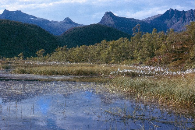 An oligotrophic, upland tarn near Svolvaer, which is the capital of the Lofotens; with  birch scrub, cotton-grass, and Isoetes; 1966