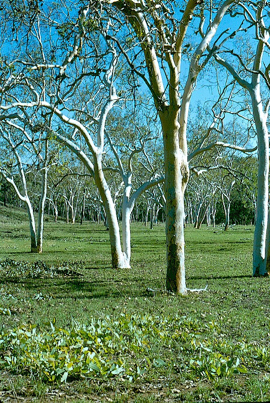 Perhaps reflected moonlight from the trunks of these graceful trees frightened heavy-drinking bushmen in the pioneer days. Note the healthy Eucalyptus seedlings in the foreground of this alluvial habitat located between Running River and Ewan. Photograph: RWG; 1972