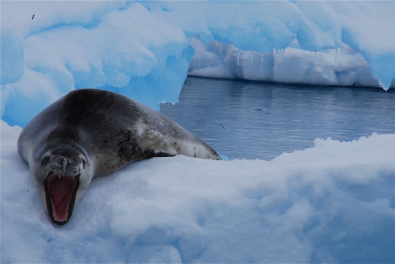 Paradise Bay, Antarctica
December 2008