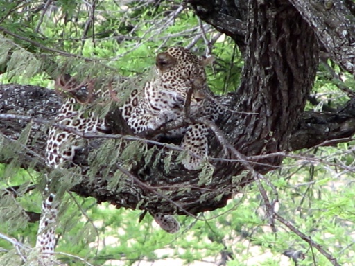 Leopard resting in a tree in the Serengeti.