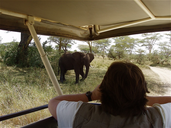 A picture of me taking a picture of an elephant.