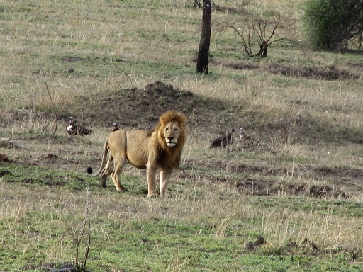 This male lion was with two lionesses, one of which had two cubs.