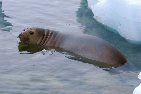 Jougla Point, Antarctica
December 2008
This little guy is probably from South Georgia