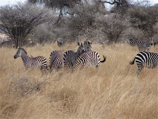 We saw thousands of zebras in every area we visited. They typically mingle with wildebeest. If you look very carefully, you can see a wilde in the background.  Our guide told us they have a symbiotic relationship. The wildebeest have a good sense of smell and the zebras have keen eyesight which aide in detecting predators.