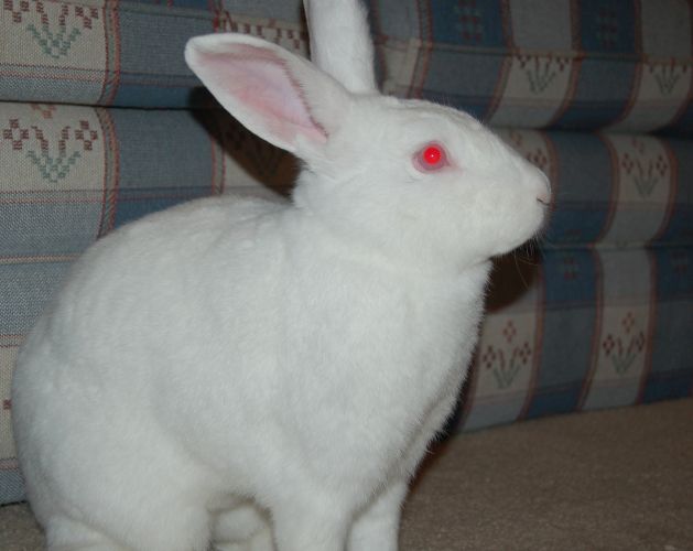 Benny was the sweetest and fluffiest bunny, he was only about 3 or 4 when he died suddenly, Jan. 2009.