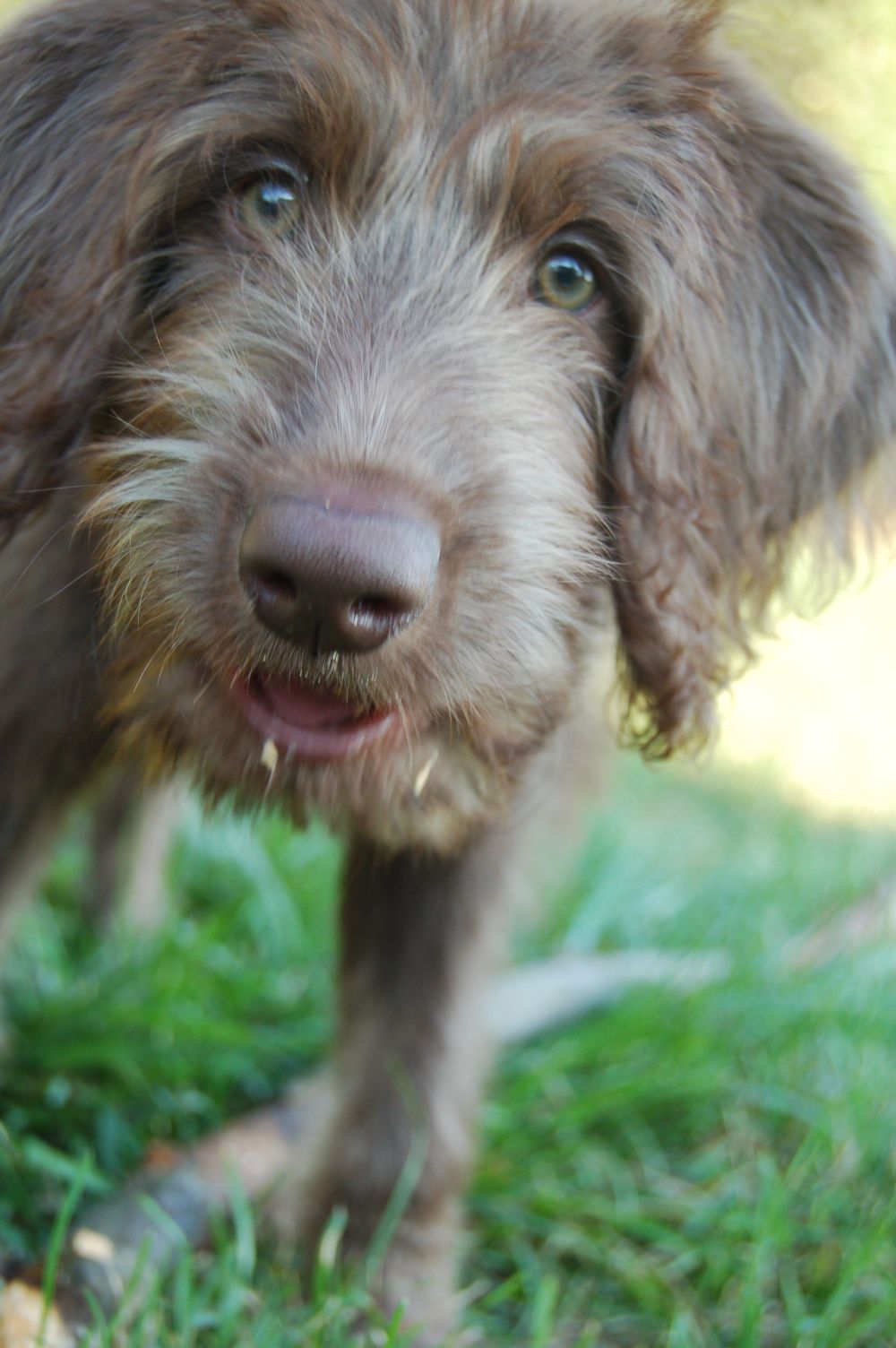 Sophia took this photo of rocky chewing a stick