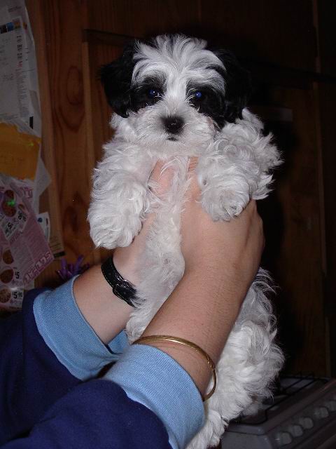 Mishka, (Maltese X Toy Poodle) 2 months