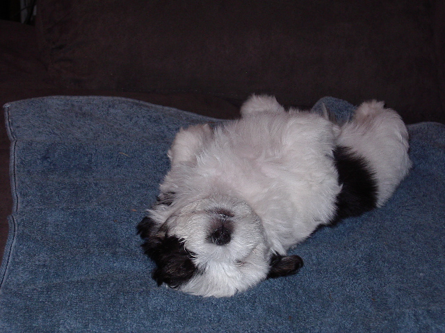 Molly (Maltese X Shitzu (is that how you spell it?) about 6 weeks