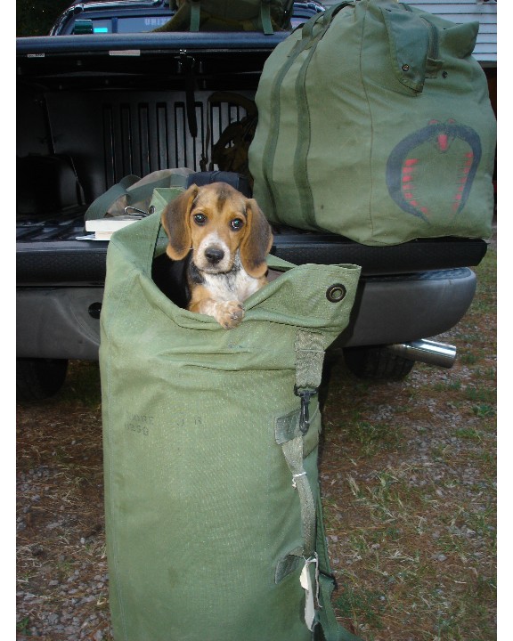 This is our puppy, Tracker.  He is my husband's little buddy and wanted to go with him when he deployed.