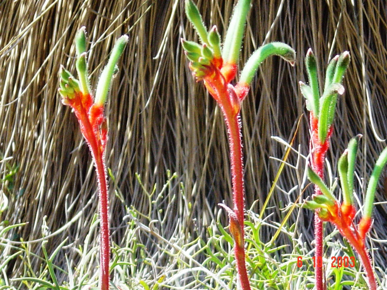 All of the flowers including these magnificent kangaroo paws are on our property.