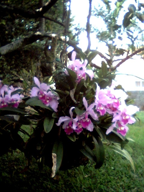 Orchid