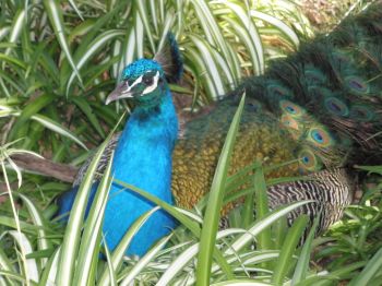 Taken at Rottnest Island