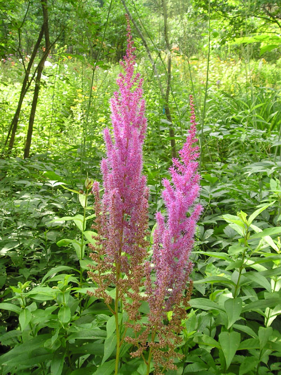 McLaughlin Gardens, Maine