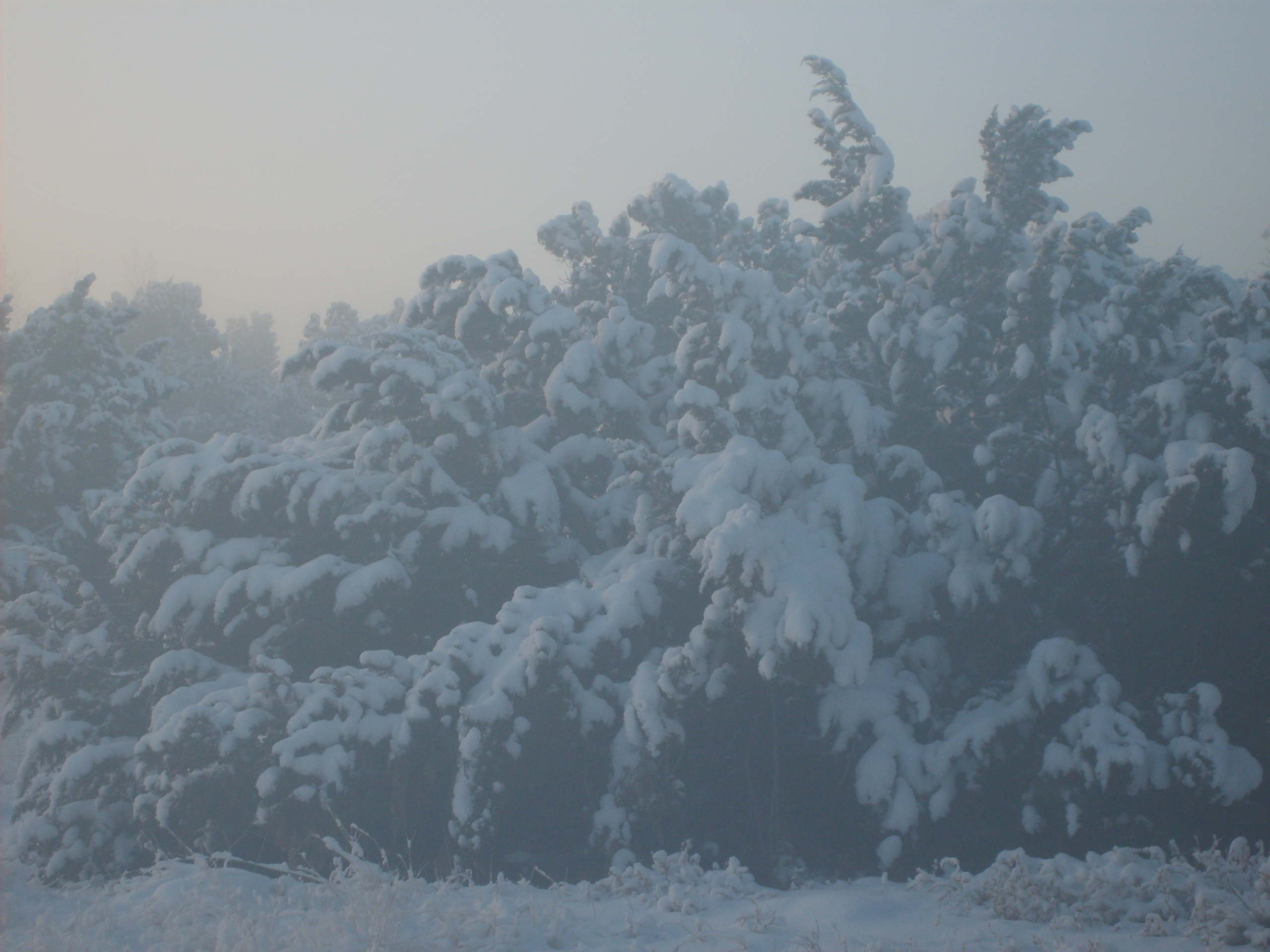 I'm in what is known as the high plateau of Northern AZ, an hour away from the pines.