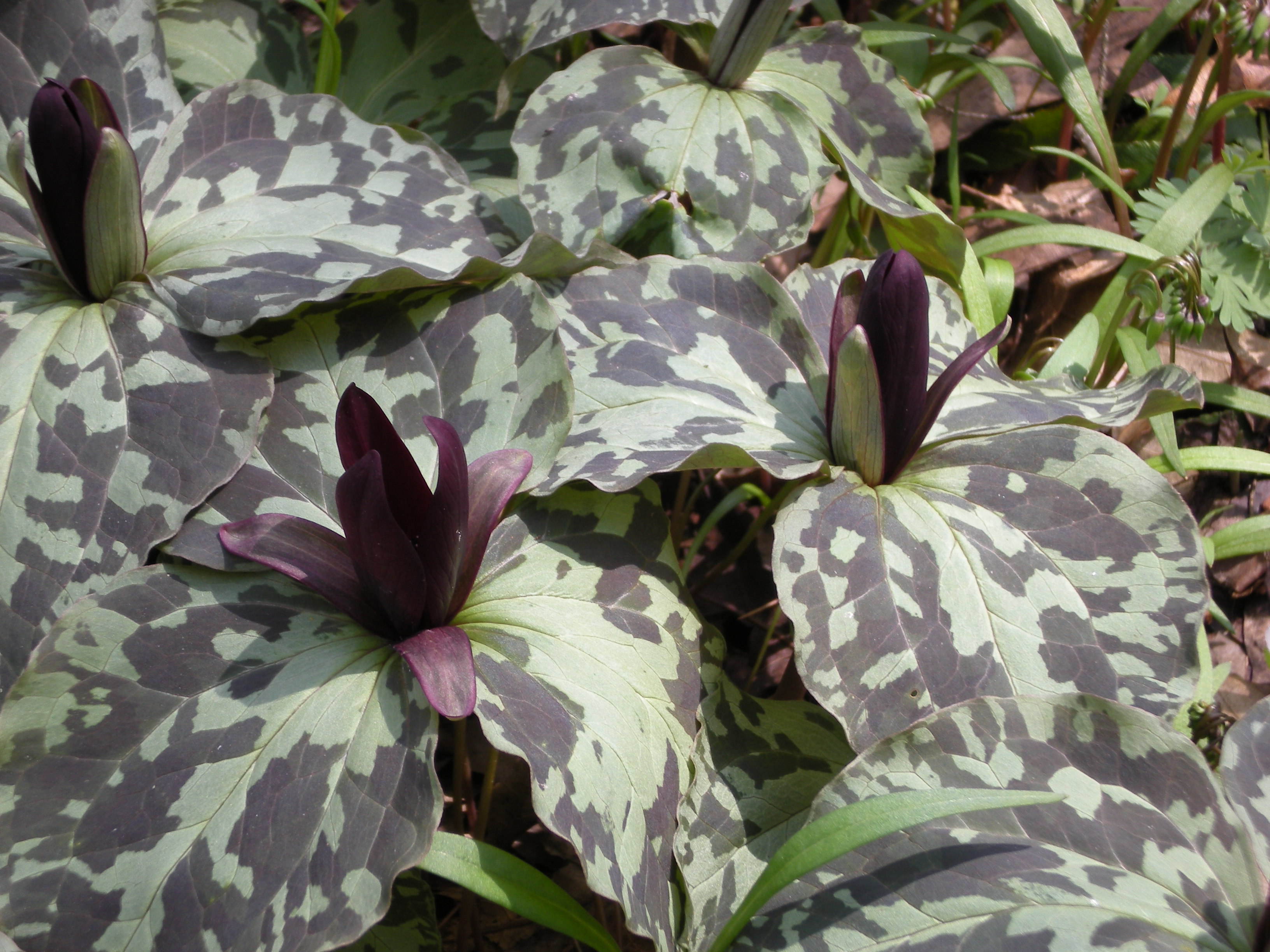 Whippoorwill flowers are a kind of Trillium.  These grow at Garden in the Woods in Framingham, MA.