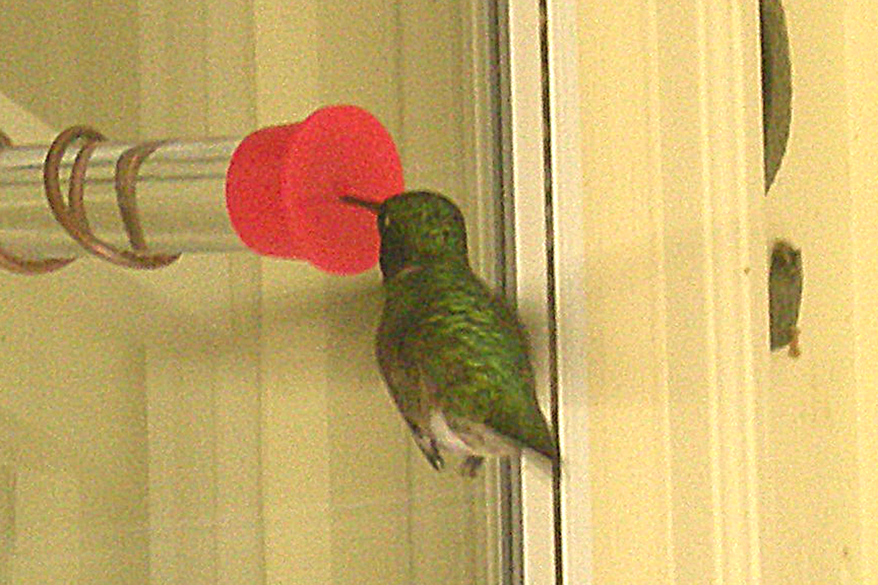 Ruby throated hummingbird at our window feeder