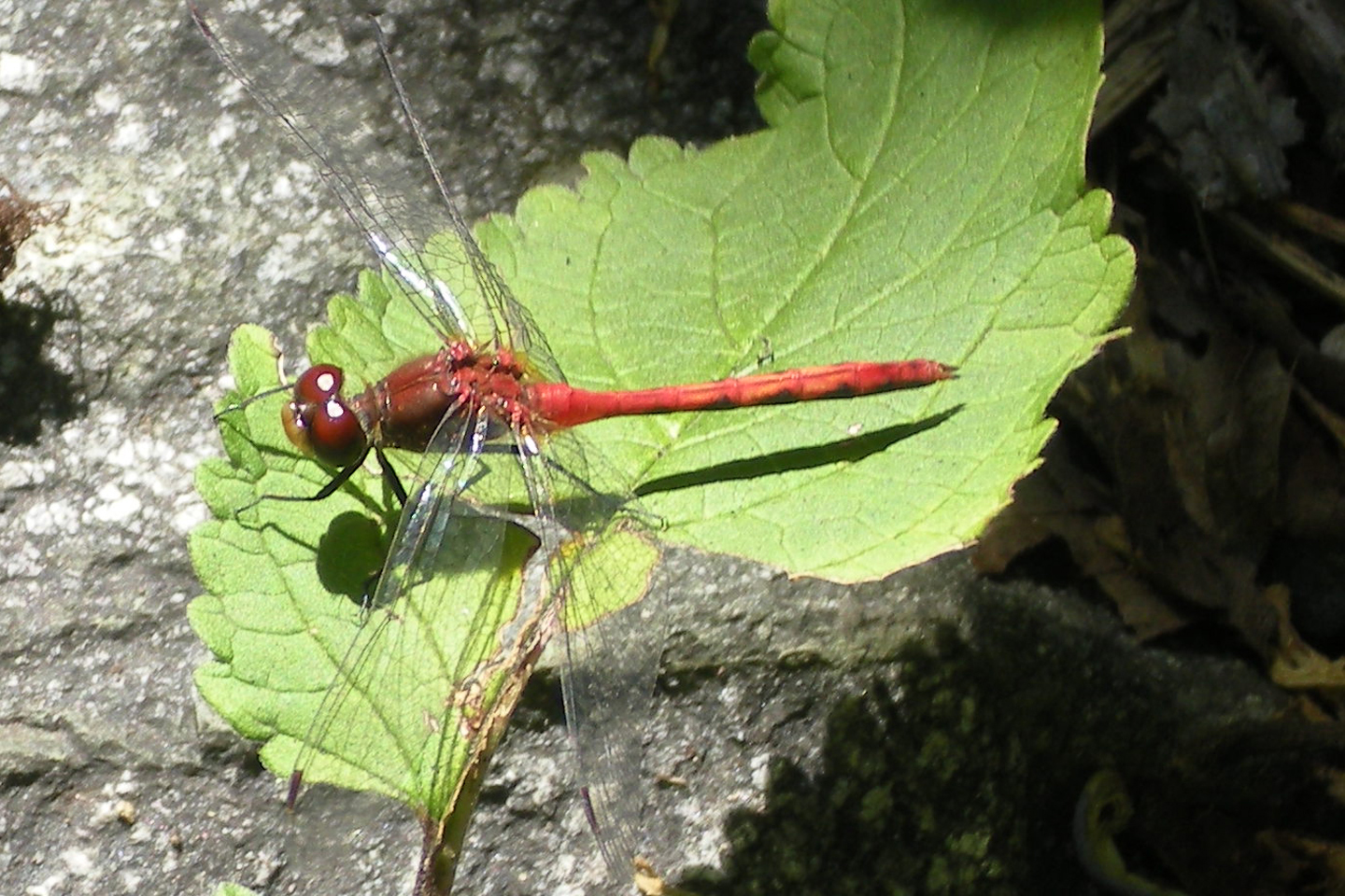 Dragonflies abound at Garden in the Woods in Framingham, MA.  They really help keep the mosquito population down.