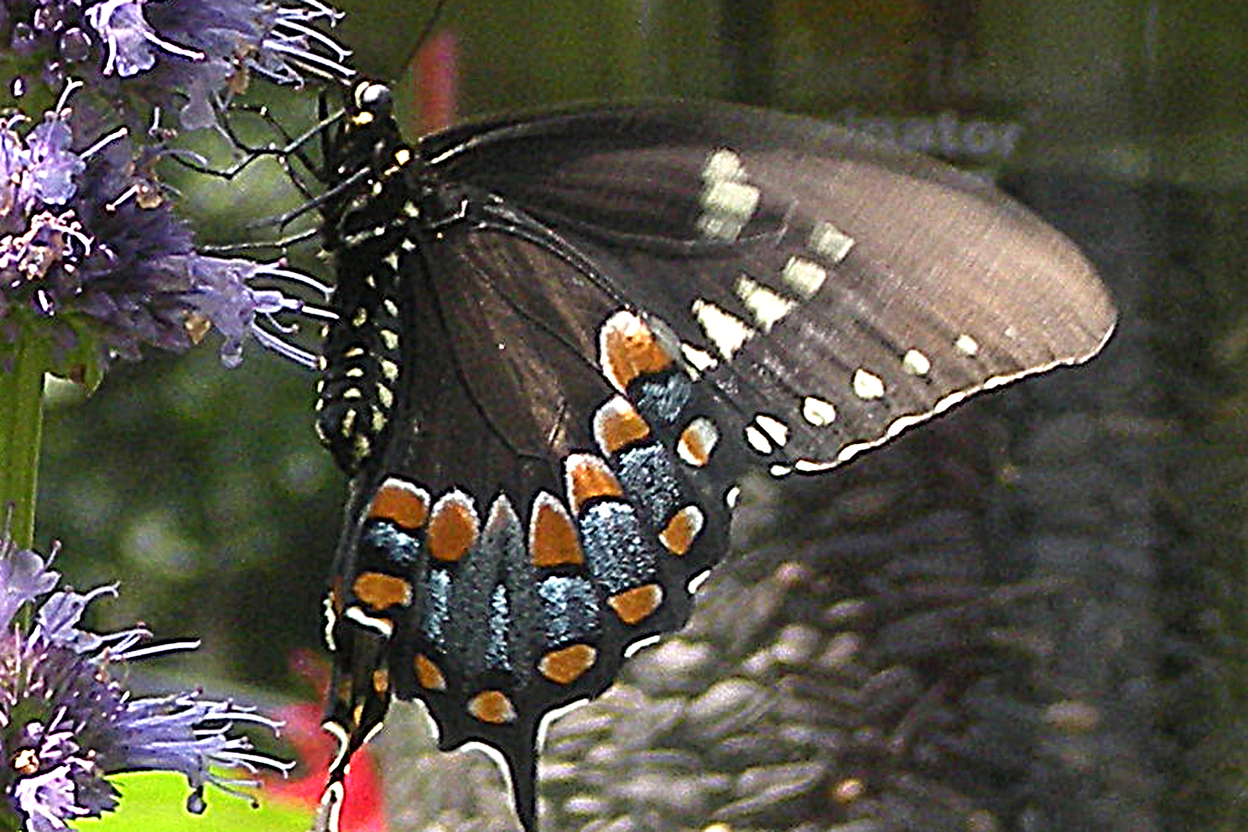 Spicebush swallowtail butterfly enjoying Agastache