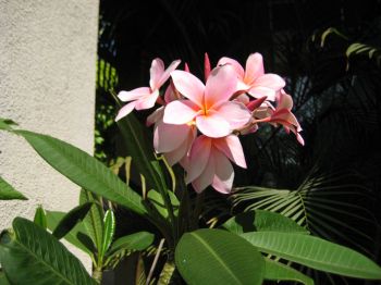 Pink plumeria blooms, plant given to me by my parents years ago