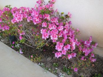 Azaleas in front yard, 030508