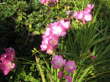 Freesias in front planter, 030508