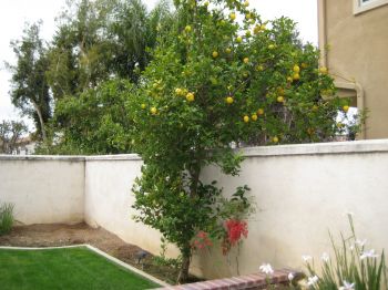 Lemon tree in backyard, 022108