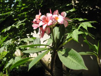 Pink plumeria blooms on my front porch