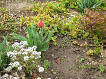 1st tulip of the season, 040208, front planter