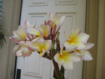 Yellow-pink plumeria blooms, cutting from Littmans