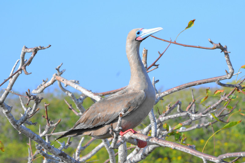 Actually, this is probably a young red-footed booby.