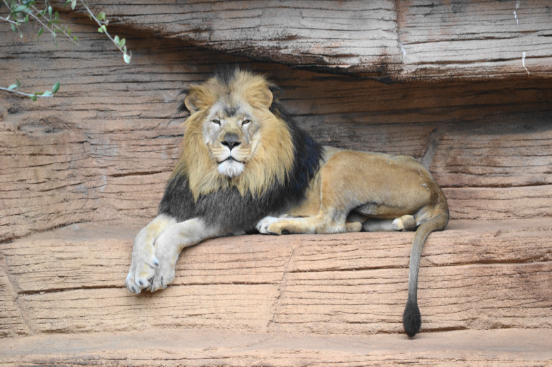 OK, this is not in my backyard. But I did take the picture. At the Riverbanks Zoo in Columbia SC.