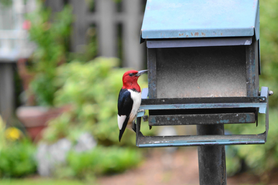 I had not seen a red-headed woodpecker in at least 5 years. Then, about two months ago, they have been almost daily visitors to our feeder.