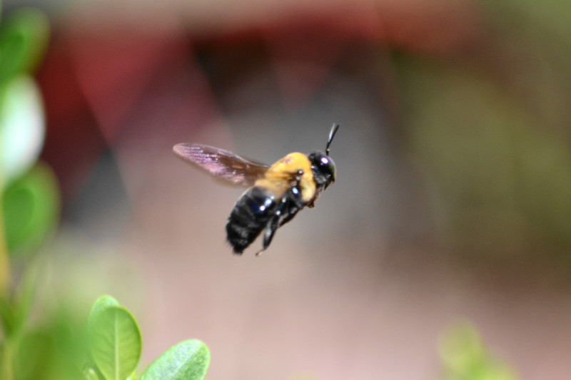 A carpenter bee, actually. Took this picture in our backyard.