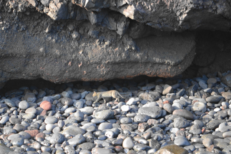 This feral cat prowled the rocky beach looking for its next meal.