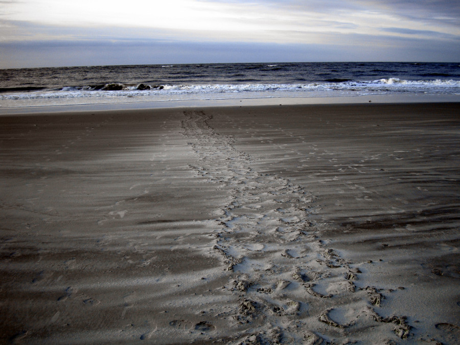 After laying the eggs, the 'mama' returned to the ocean.