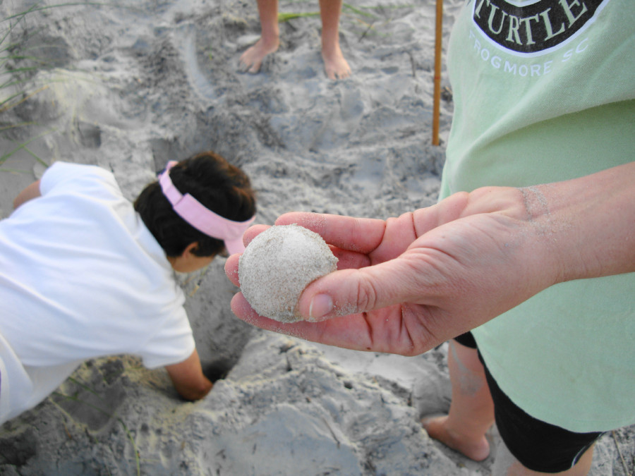 One of the Turtle Watch Patrol holds an egg that will be DNA tested.