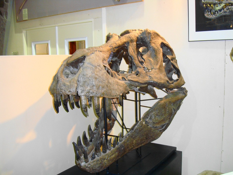 This is the head of Stan, one of the most complete fossil remains of a T-rex. For more info see: http://www.bhigr.com