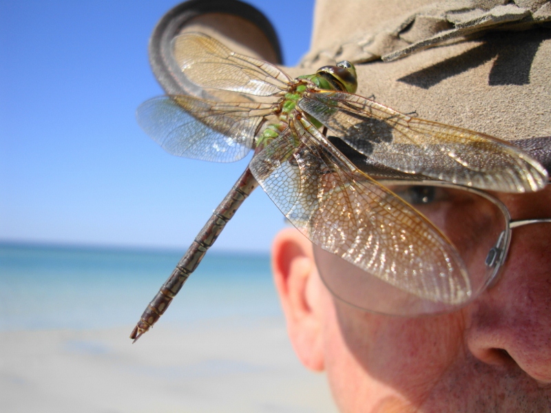 I was walking along the beach at Tyndall AFB when this dragonfly landed on my hat. I handed my camera to Barbara and she took the picture. (Yes, I know I've got the hat on backwards.)