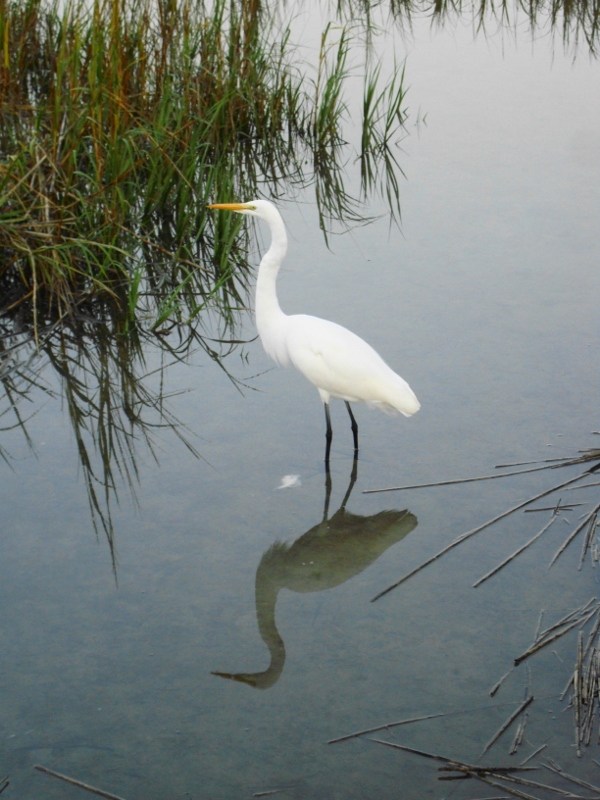 Took this picture at Disney's Hilton Head resort.