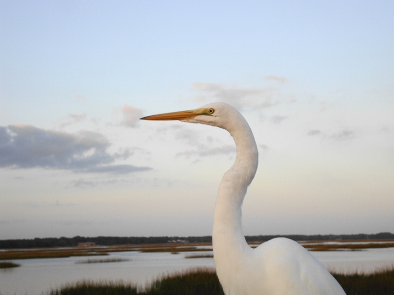 This bird frequented the pier at the Disney resort.