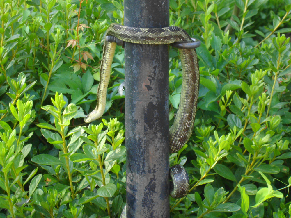 This fellow caught a bird about 30 minutes before I took this. You can see a bulge in the body to the right of the pole above the coil at the bottom of the picture. Any herpetologists out there who can identify the snake.