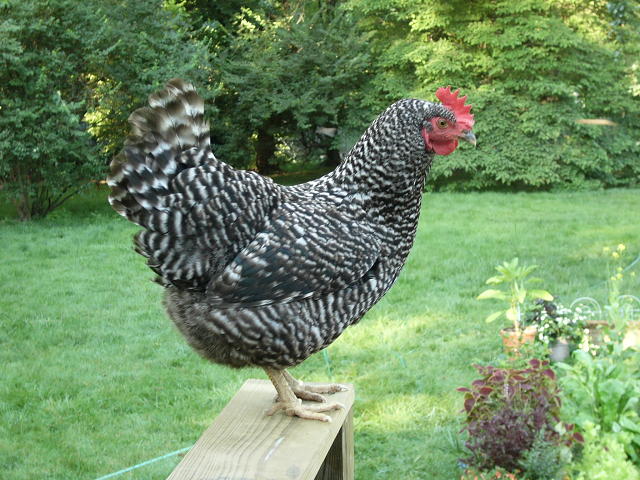 One of our "Girls" enjoying the new deck we apparently built for them!