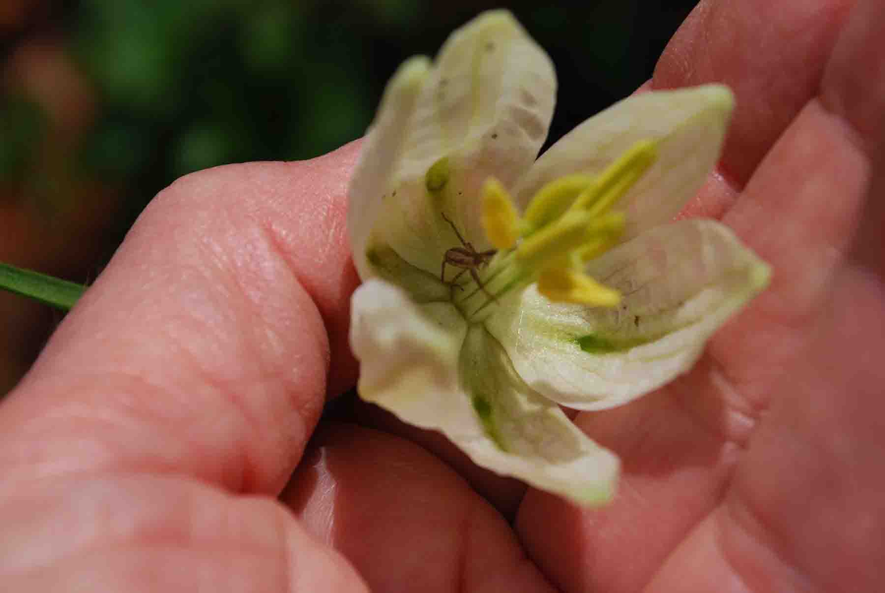 I turned this flower over to admire the delicate patterning within the bloom and never noticed the occupant until I enlarged it!